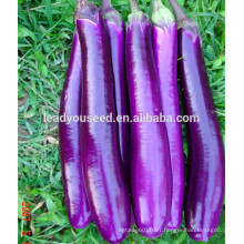 ME17 Shanzi high yield purple-red hybrid eggplant seeds for cultivating